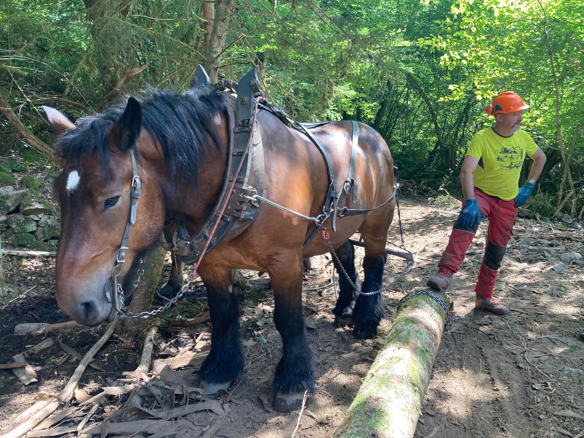 Débardage chevaux